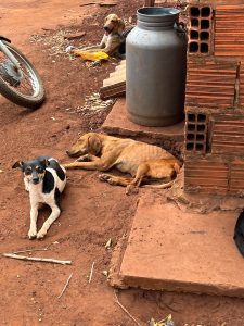Foto: Reprodução/Polícia Civil - MS