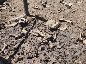 Foto: Reprodução/Polícia Civil - MS