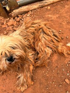 Foto: Reprodução/Polícia Civil - MS