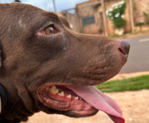 Foto: Reprodução/Polícia Civil - MS