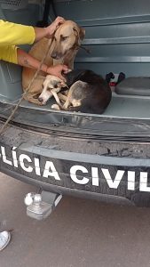 Foto: Reprodução/Polícia Civil - MS