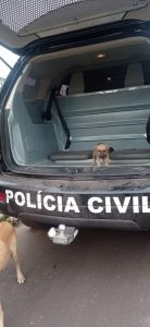 Foto: Reprodução/Polícia Civil - MS