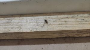 Foto: Reprodução/Polícia Civil - MS