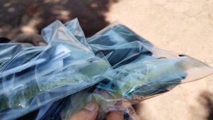 Foto: Reprodução/Polícia Civil - MS