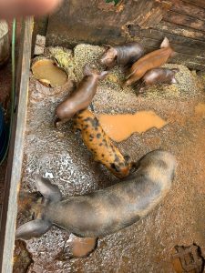 Foto: Reprodução/Polícia Civil - MS