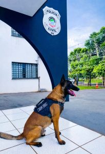 Foto: Reprodução/Polícia Civil - MS